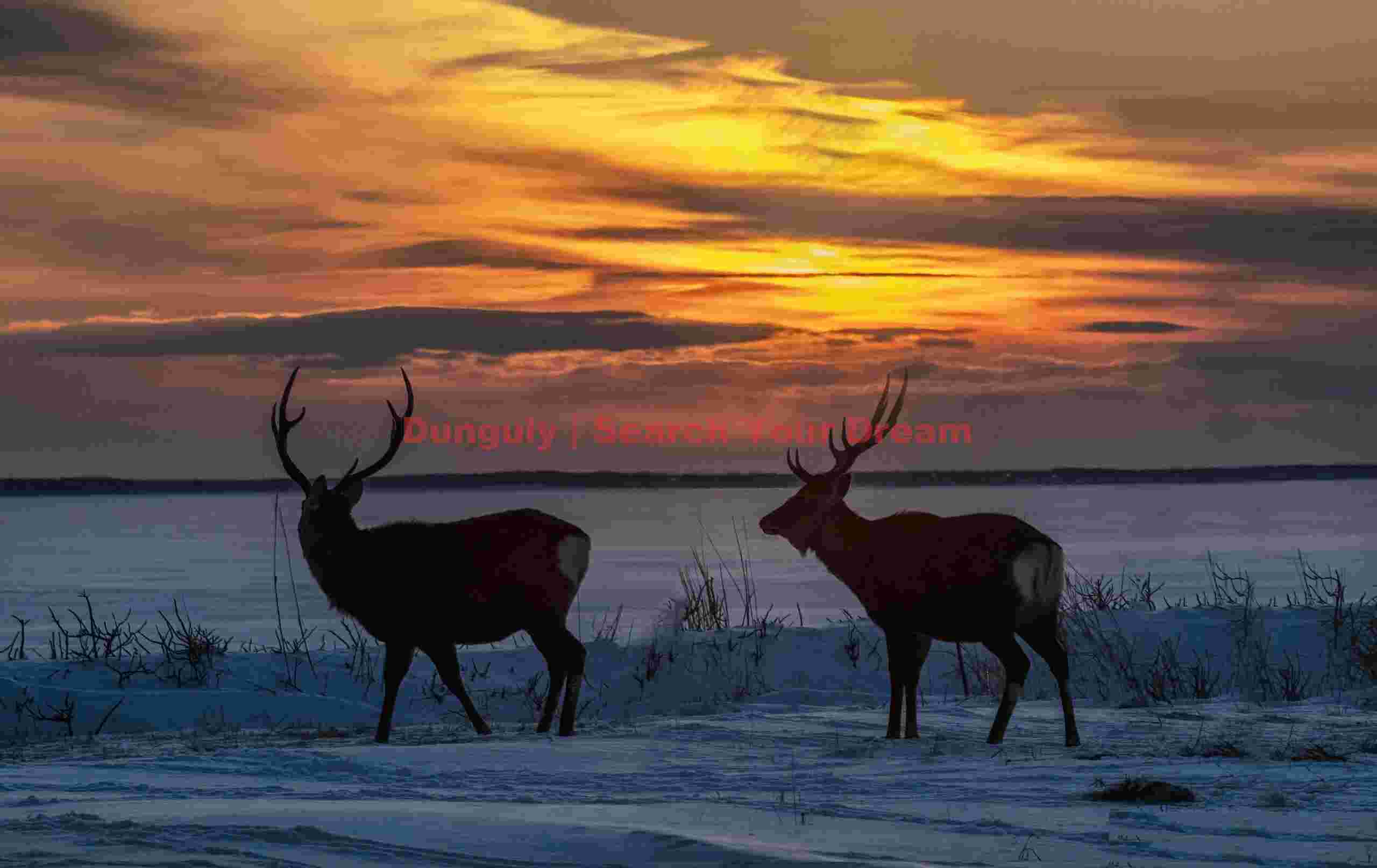 Two sika deer under red sunset sky