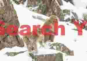 Two snow monkeys on rocks on snow slope