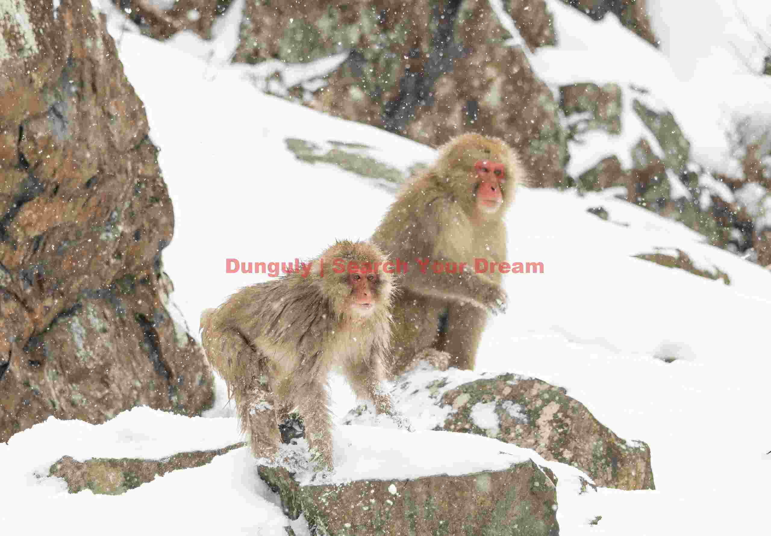 Two snow monkeys on rocks on snow slope