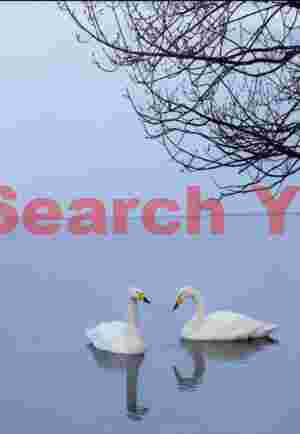 Two swans under tree branches