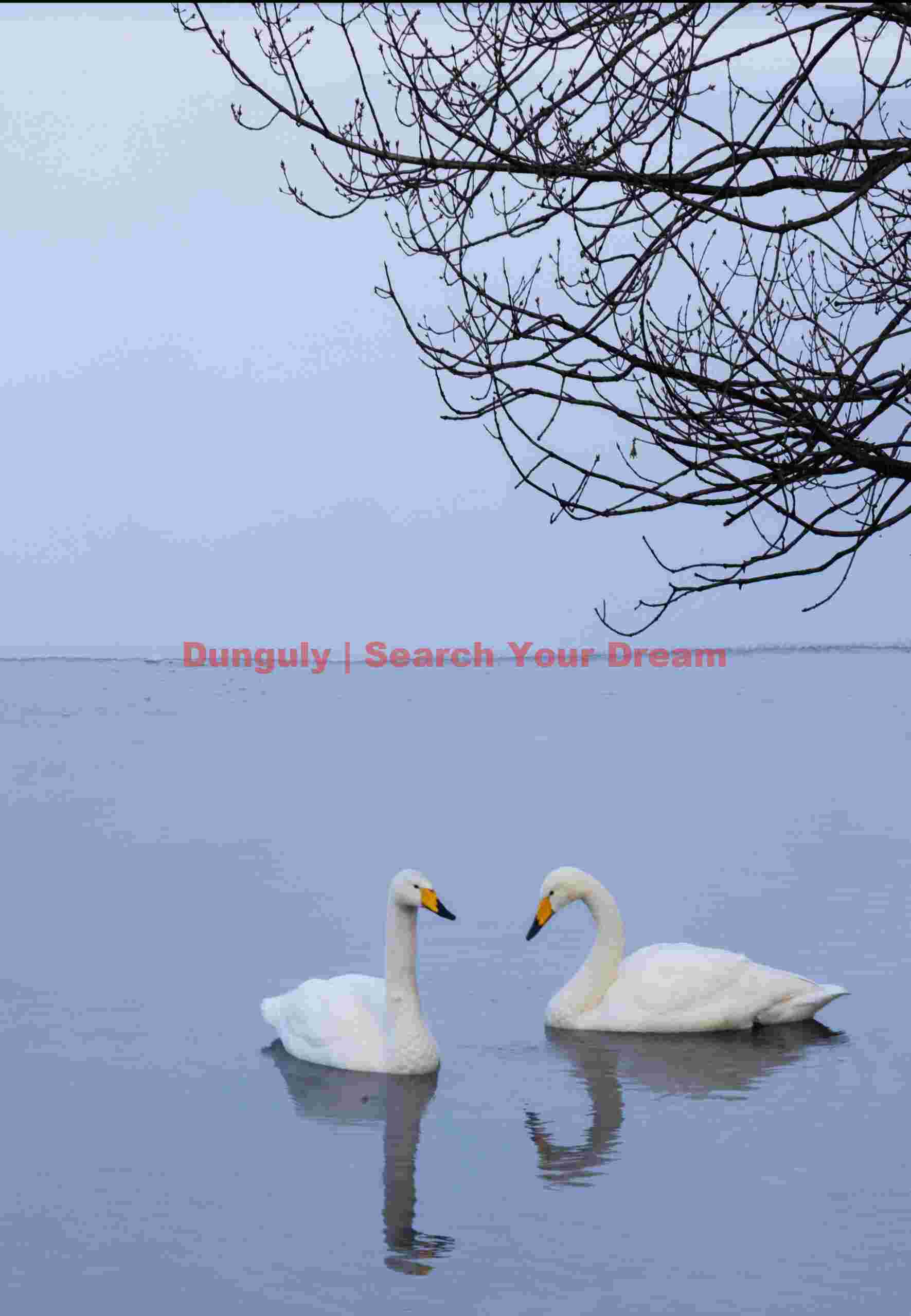 Two swans under tree branches