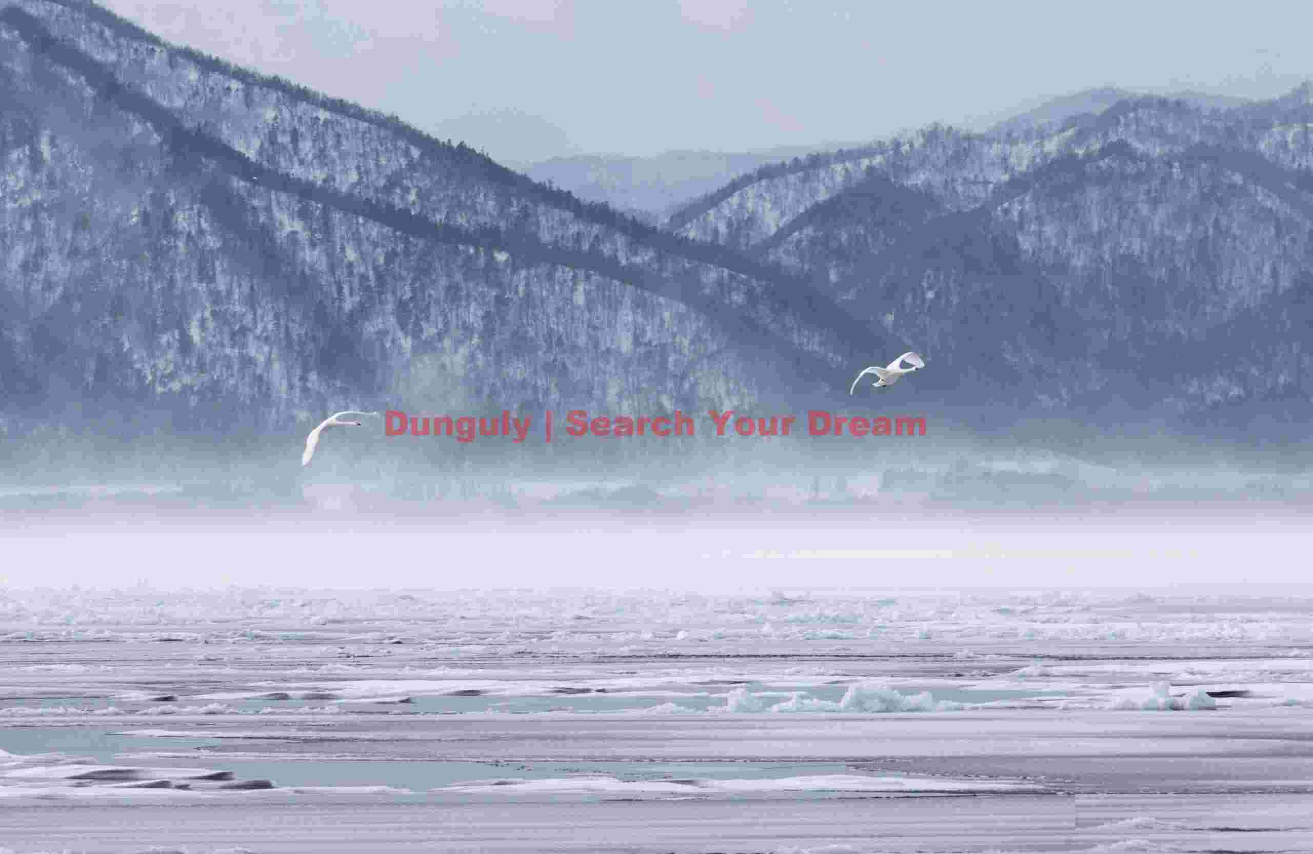 Two whooper swans flying during snowstorm