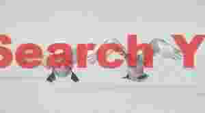 Two whooper swans landing on ice #1