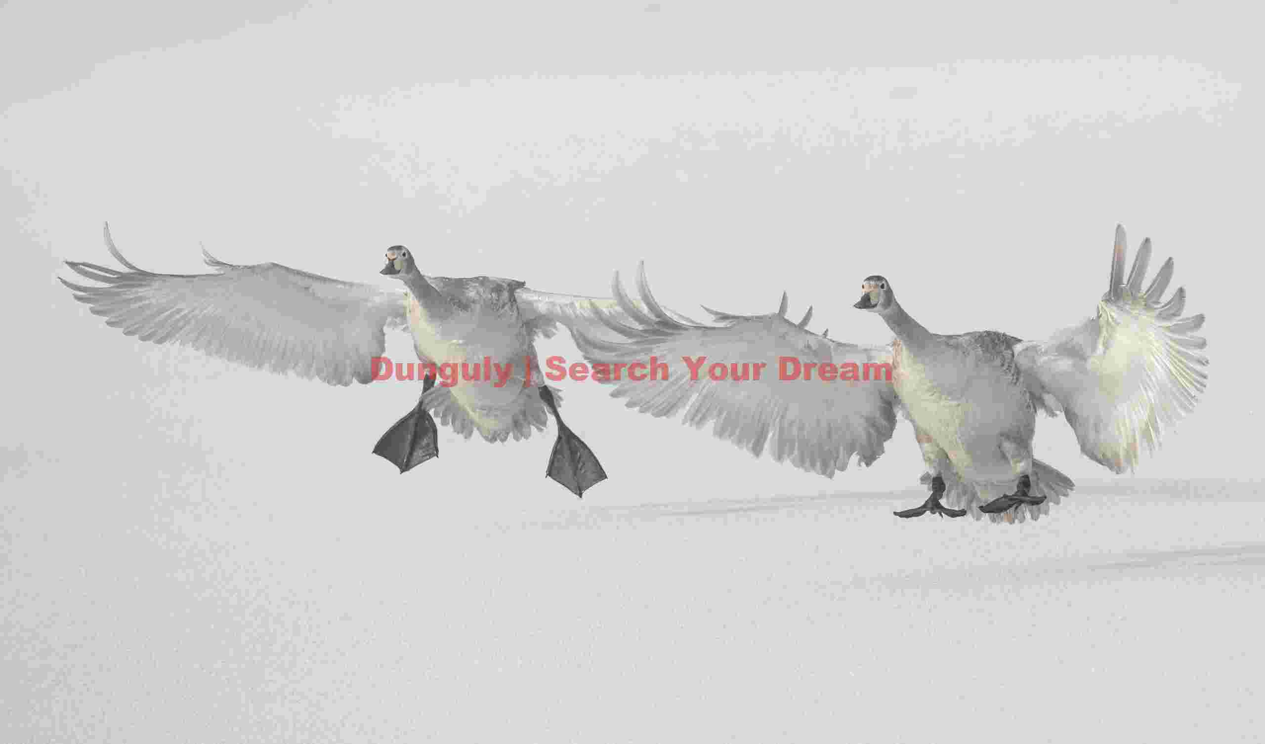 Two whooper swans landing on ice #2