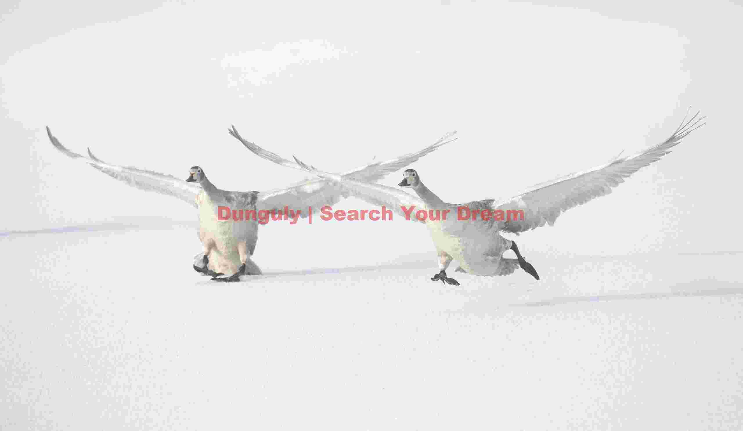 Two whooper swans landing on ice #3