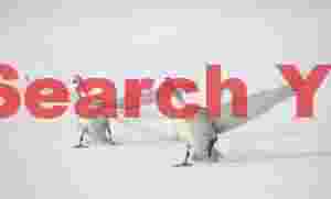 Two whooper swans landing on ice #4