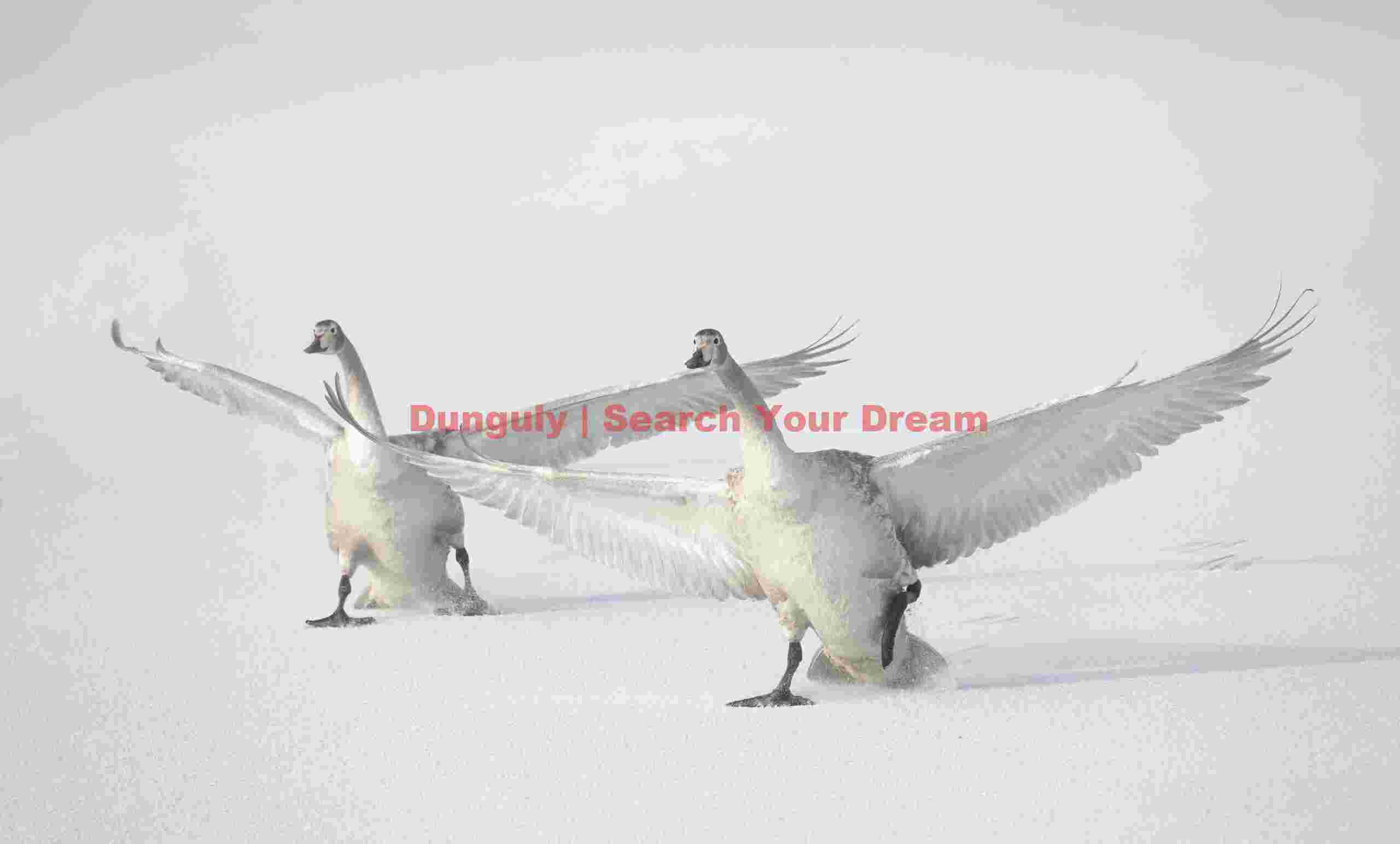 Two whooper swans landing on ice #4