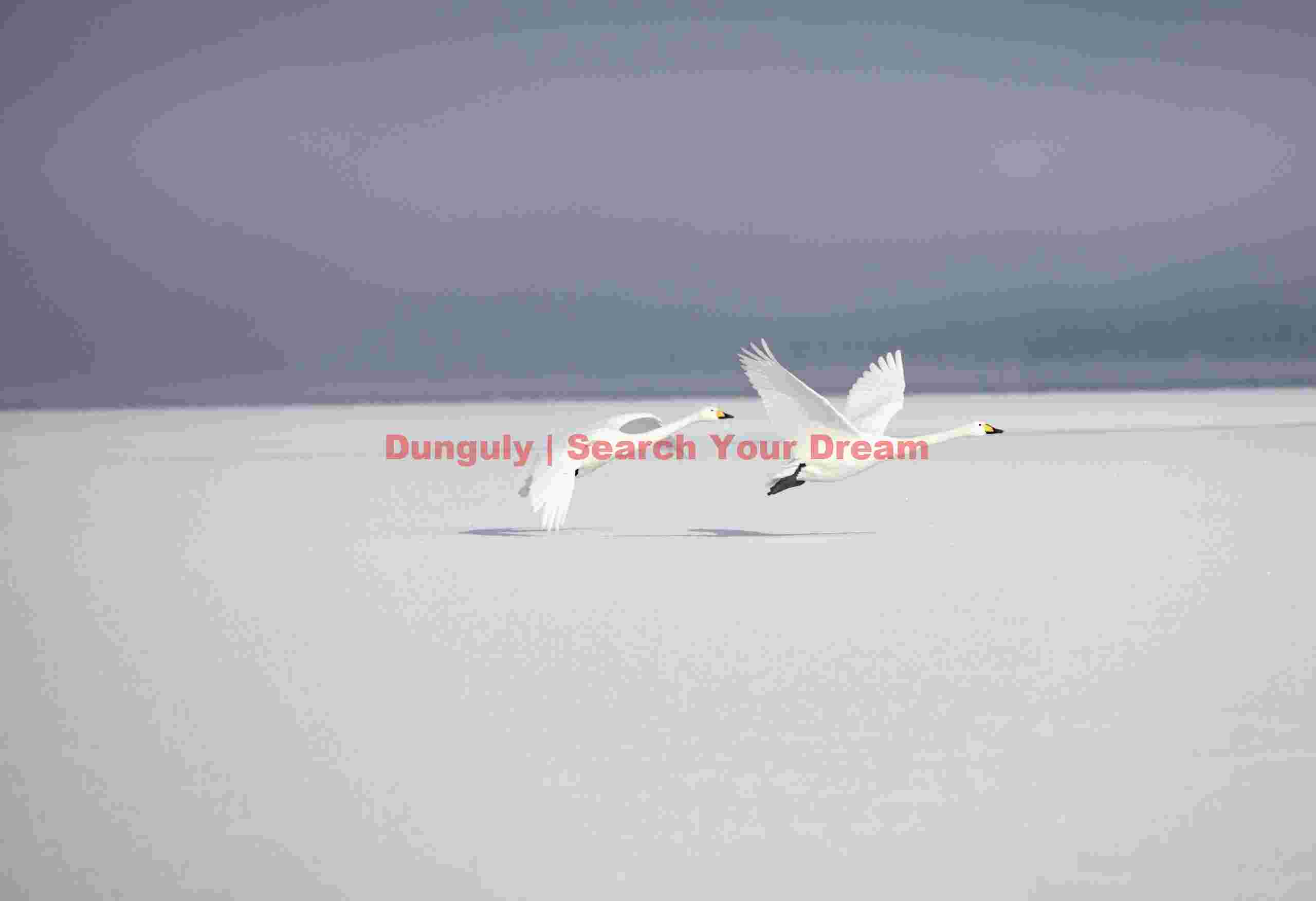 Two whooper swant taking off from ice with grey background mist