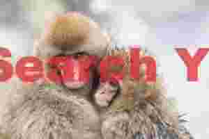 Two young snow monkeys cuddling