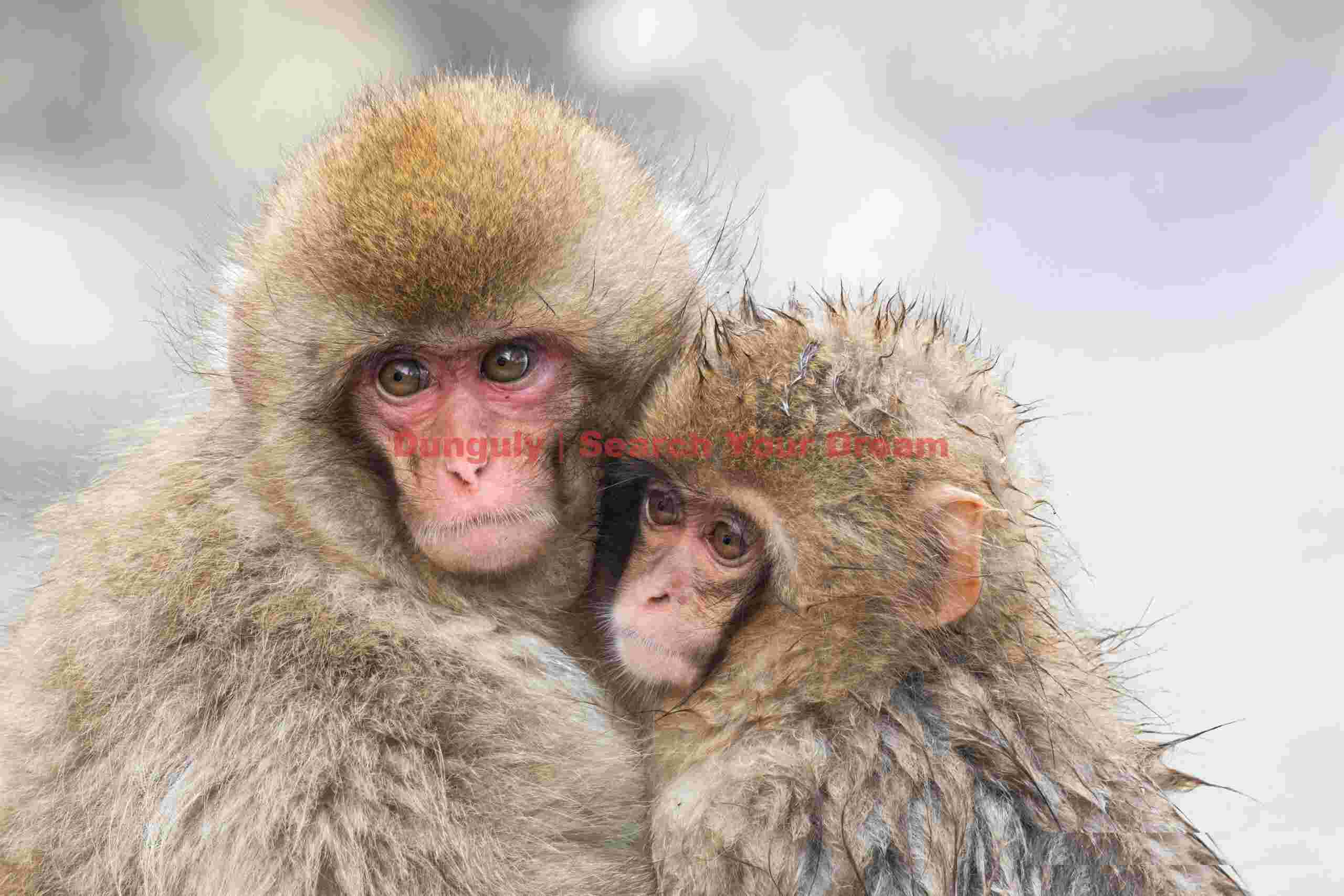Two young snow monkeys cuddling