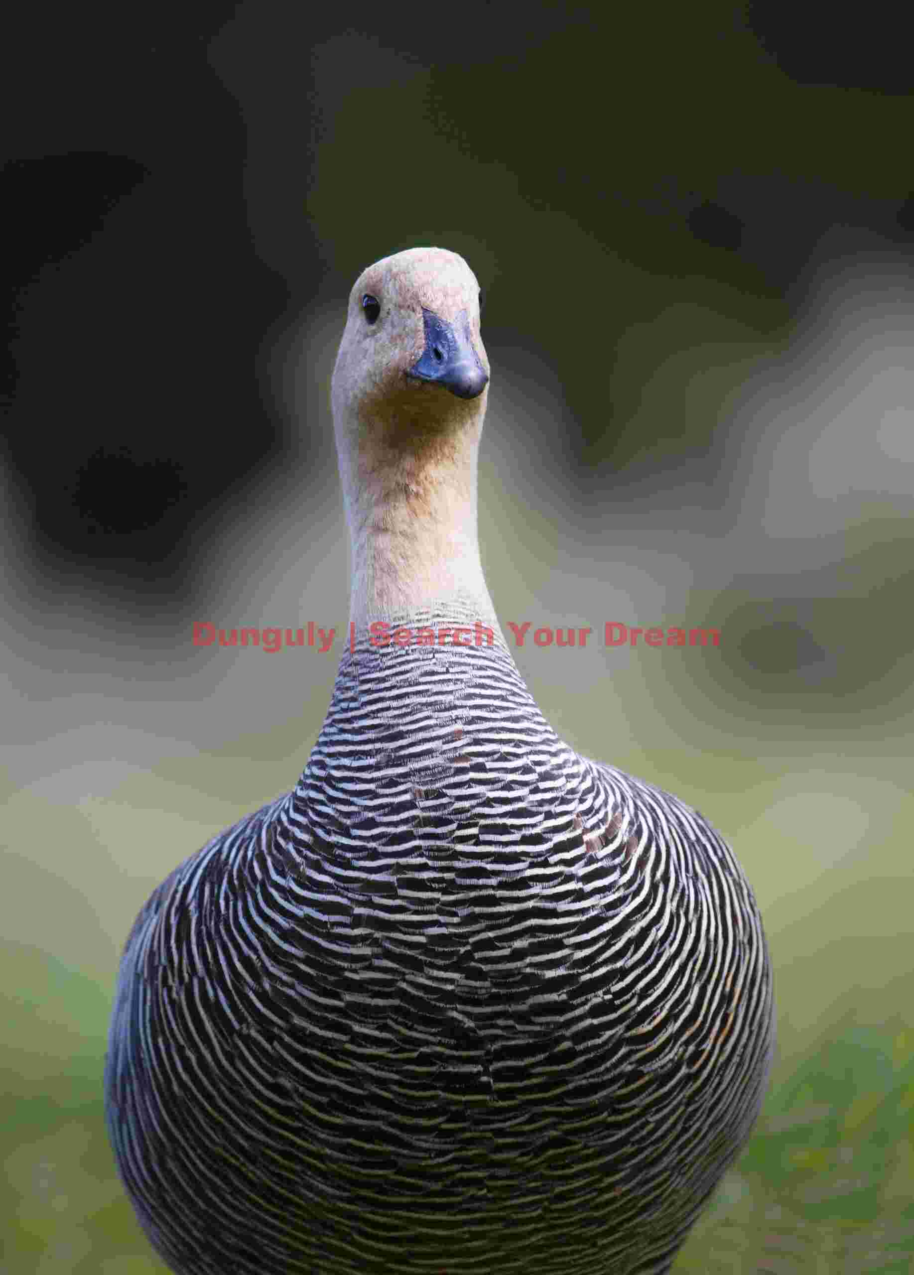 Upland goose