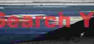 Vicuna and Flamingos