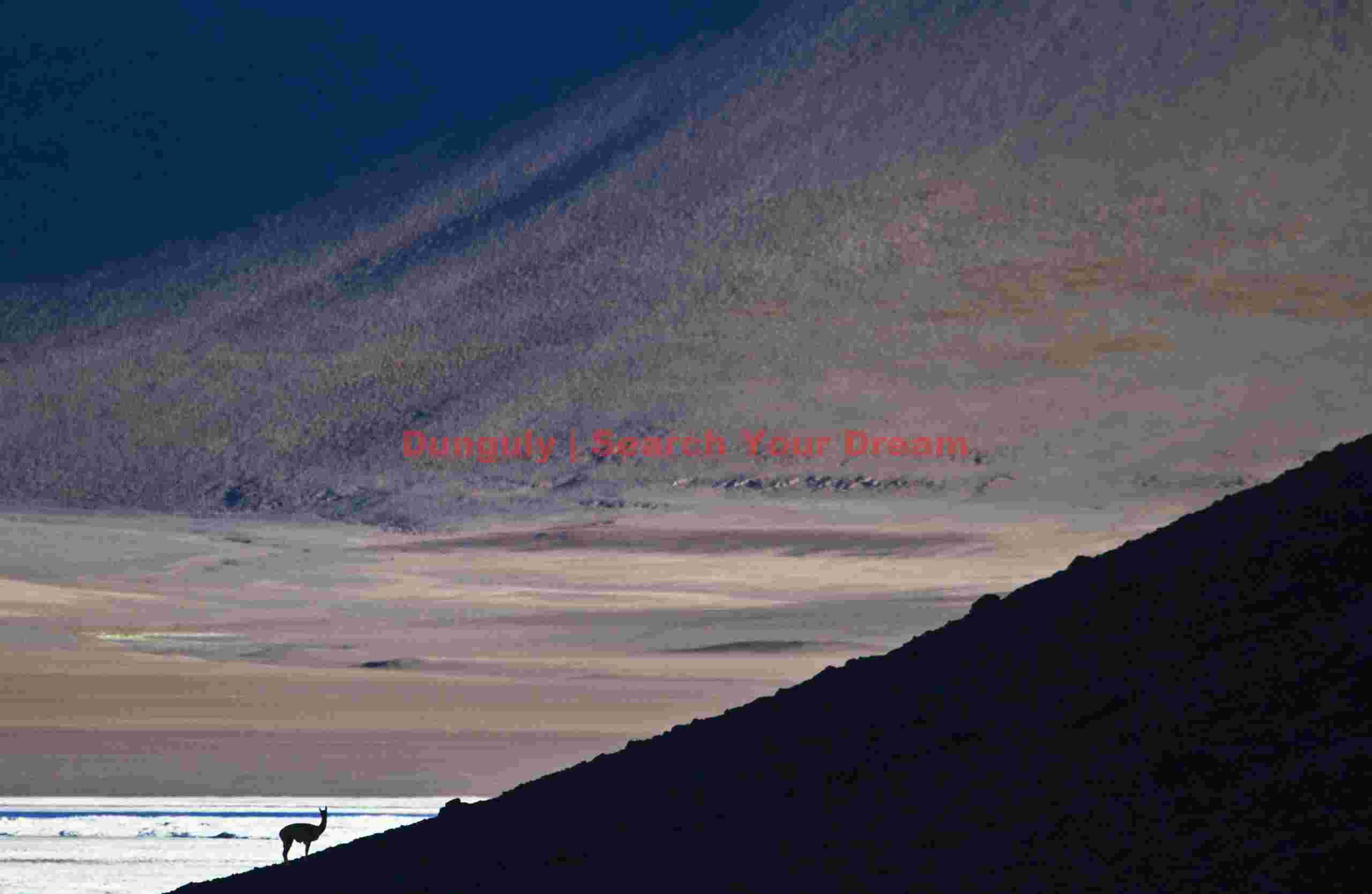 Vicuna in the Vastness