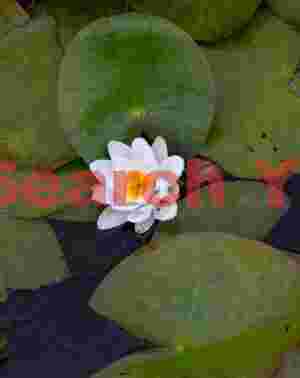 Water lilly in the rain