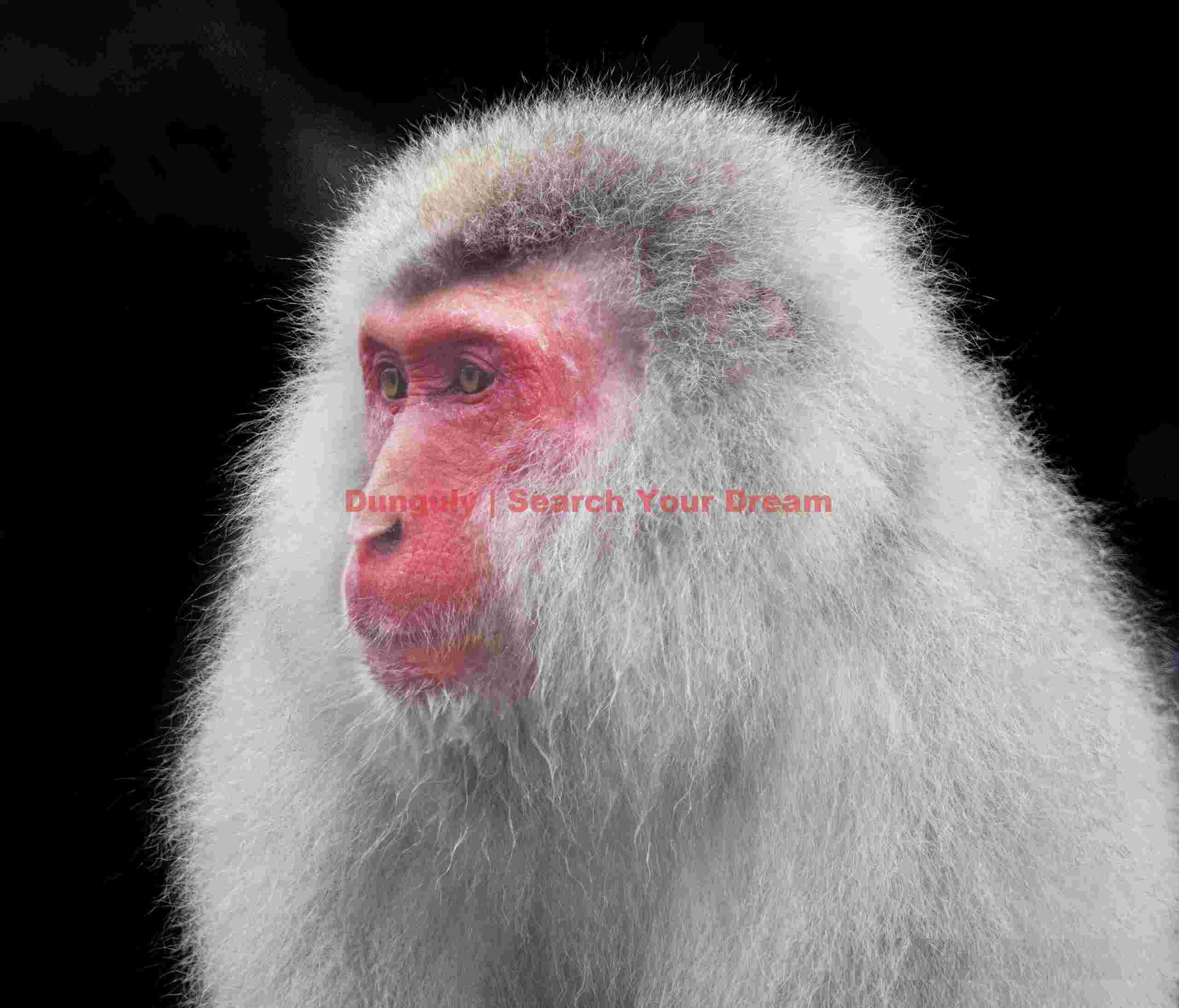 White-haired elder snow monkey