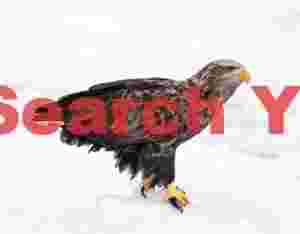 White-tailed eagle perched on ice