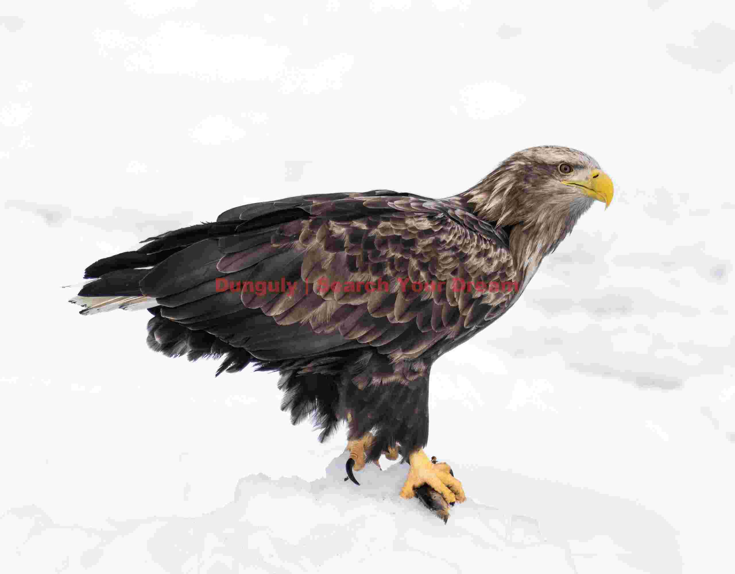 White-tailed eagle perched on ice