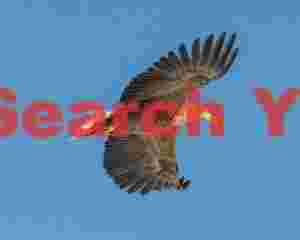 White-tailed sea eagle in flight with wings outstretched