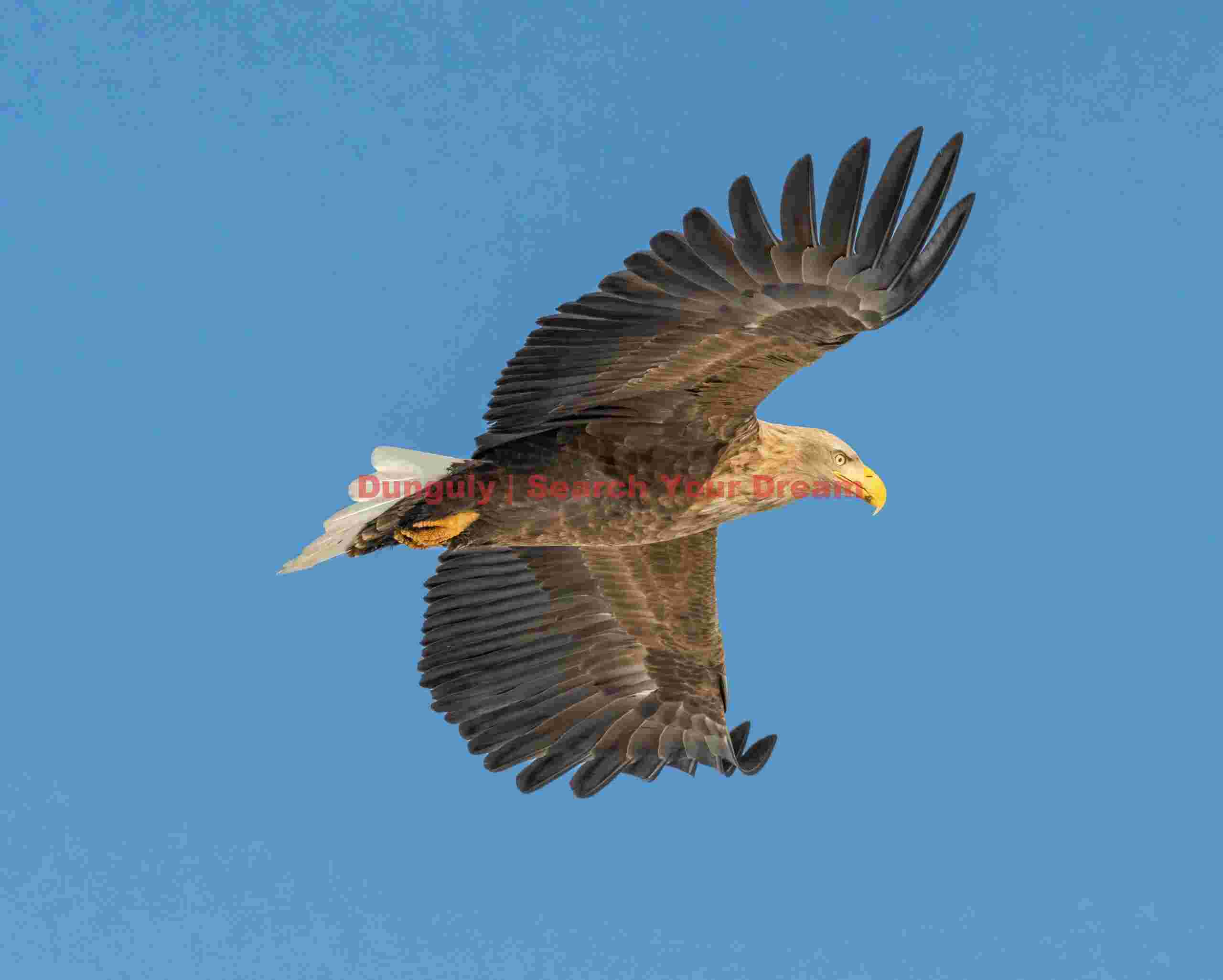 White-tailed sea eagle in flight with wings outstretched