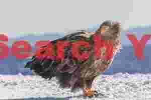 White-tailed sea eagle on snow