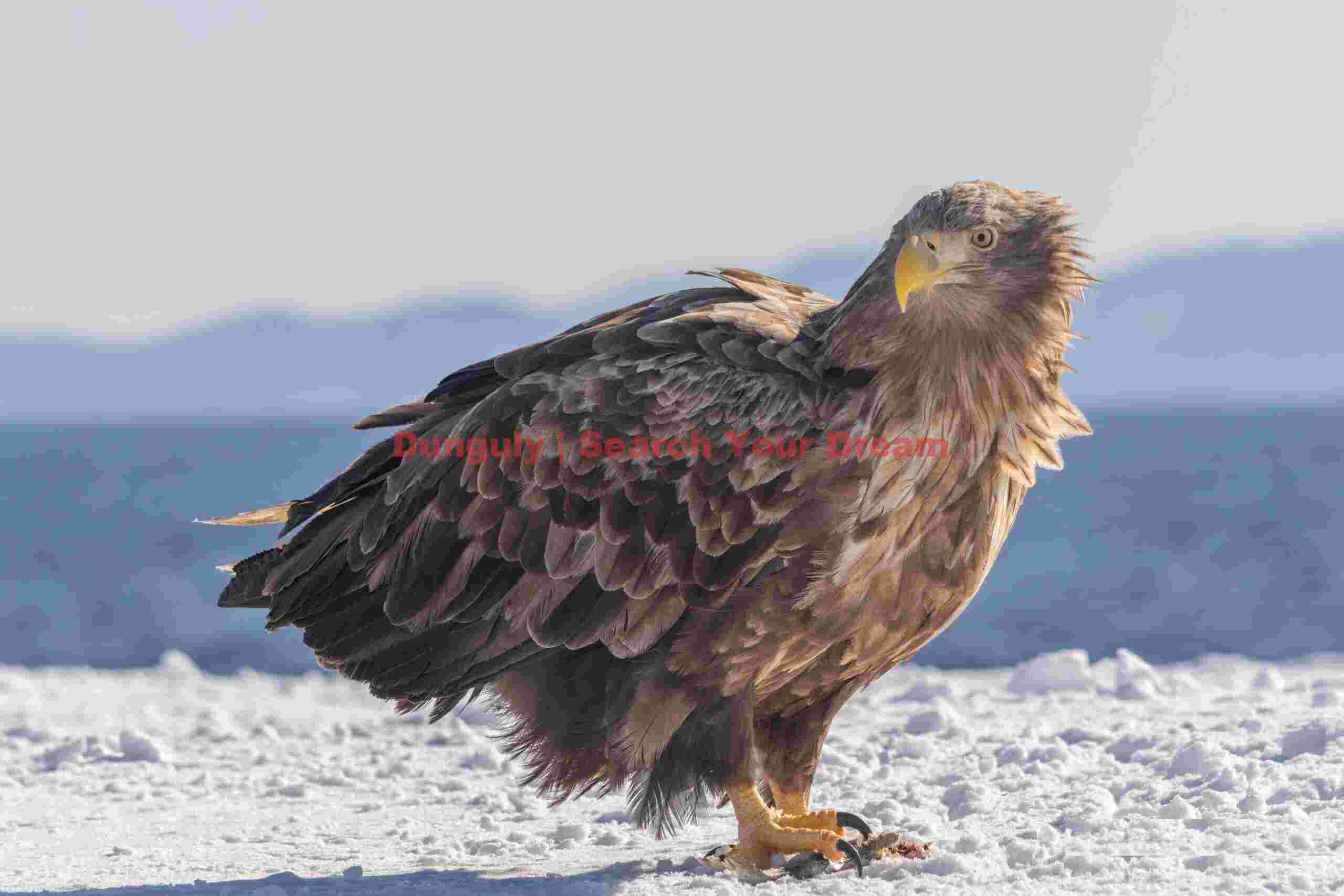 White-tailed sea eagle on snow