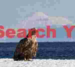 White-tailed sea eagle posing in front of snow covered volcano on Kuril Island