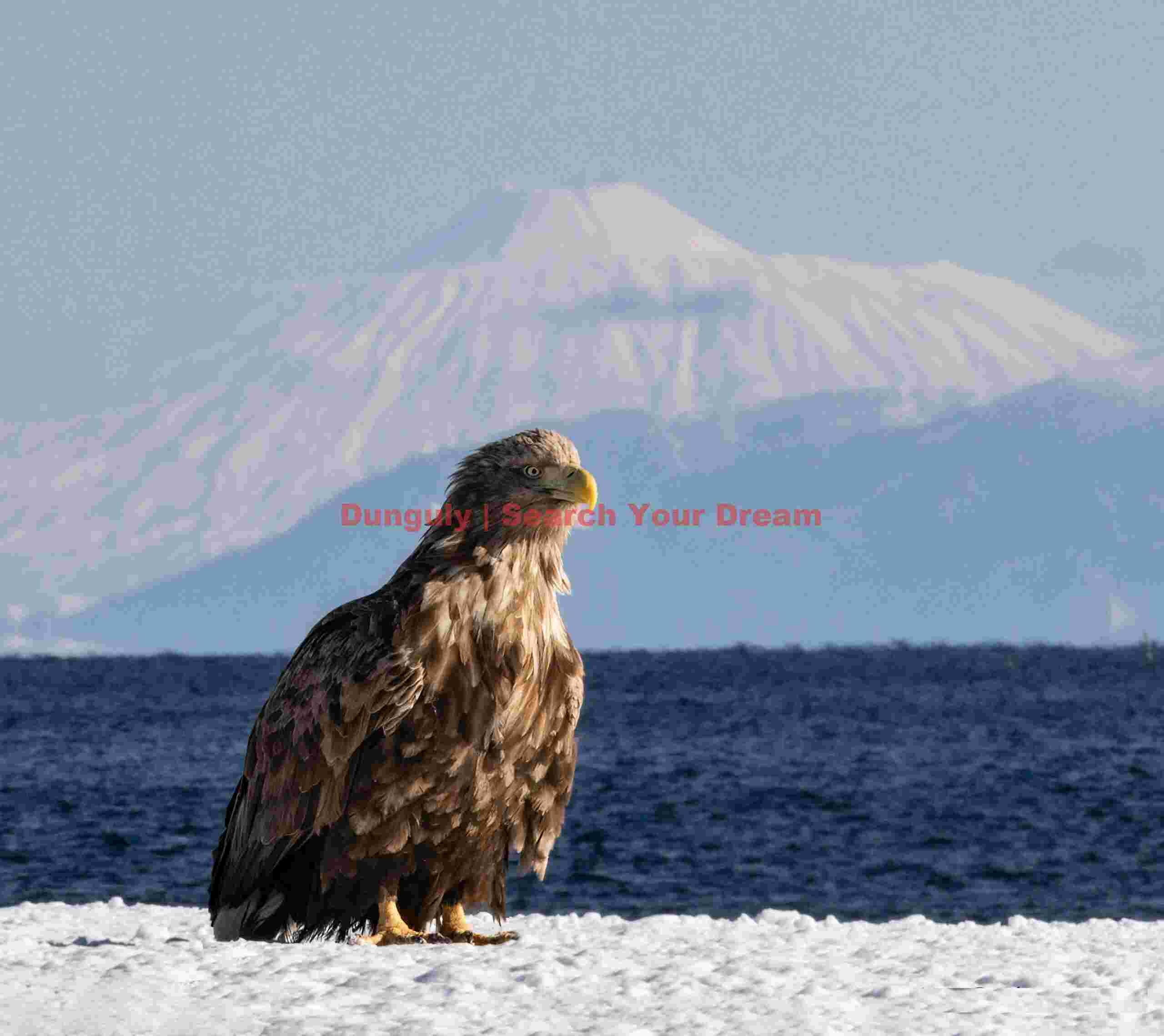 White-tailed sea eagle posing in front of snow covered volcano on Kuril Island