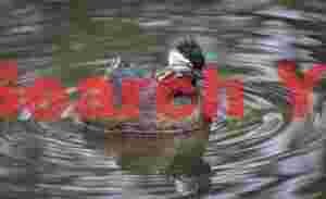 White tufted grebe carrying chick on back