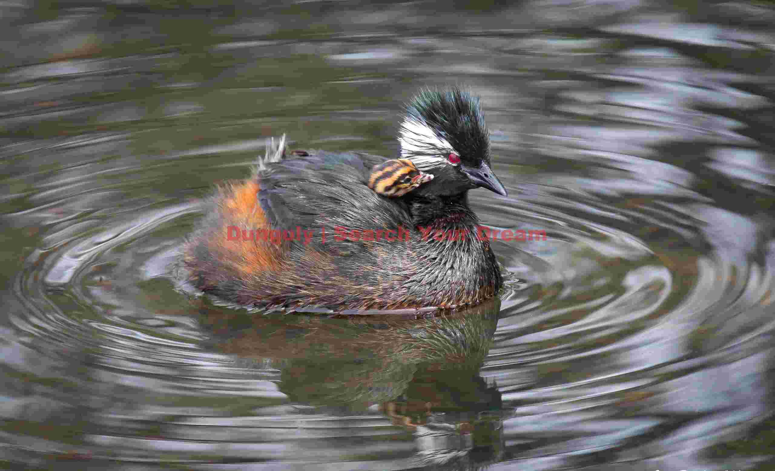 White tufted grebe carrying chick on back
