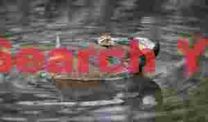 White tufted grebe feeding chick on back