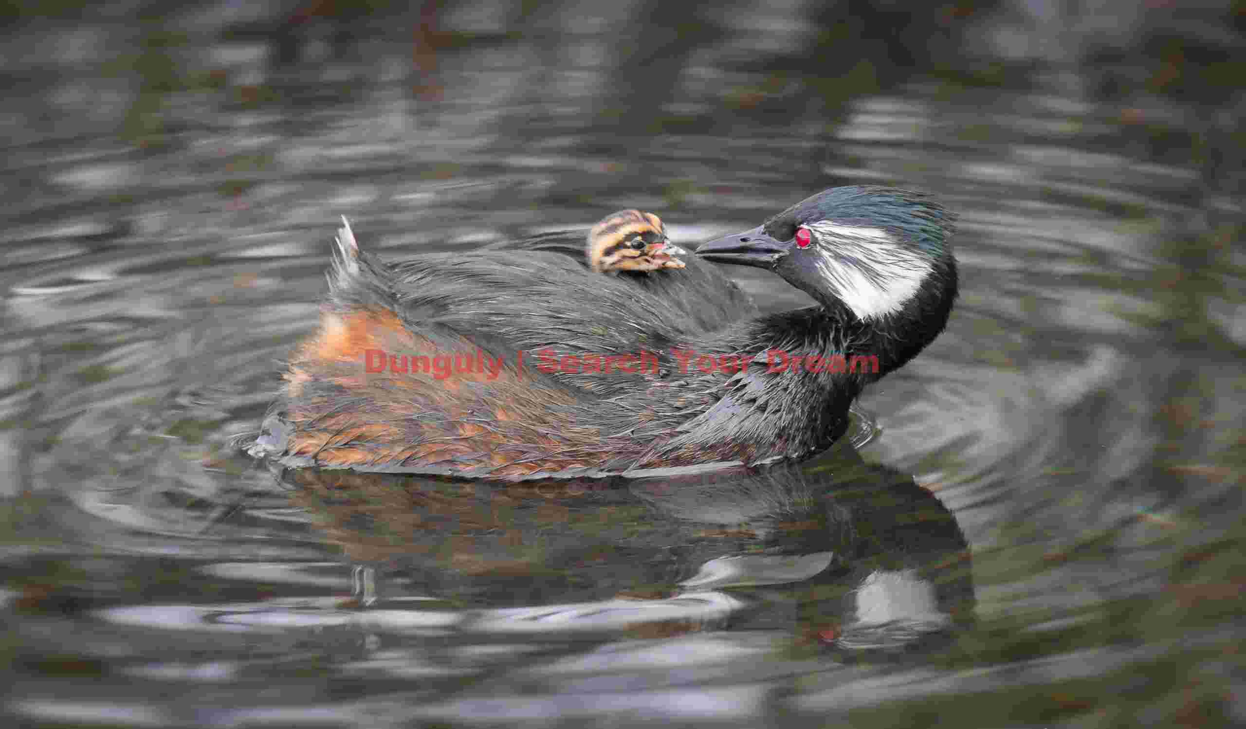 White tufted grebe feeding chick on back