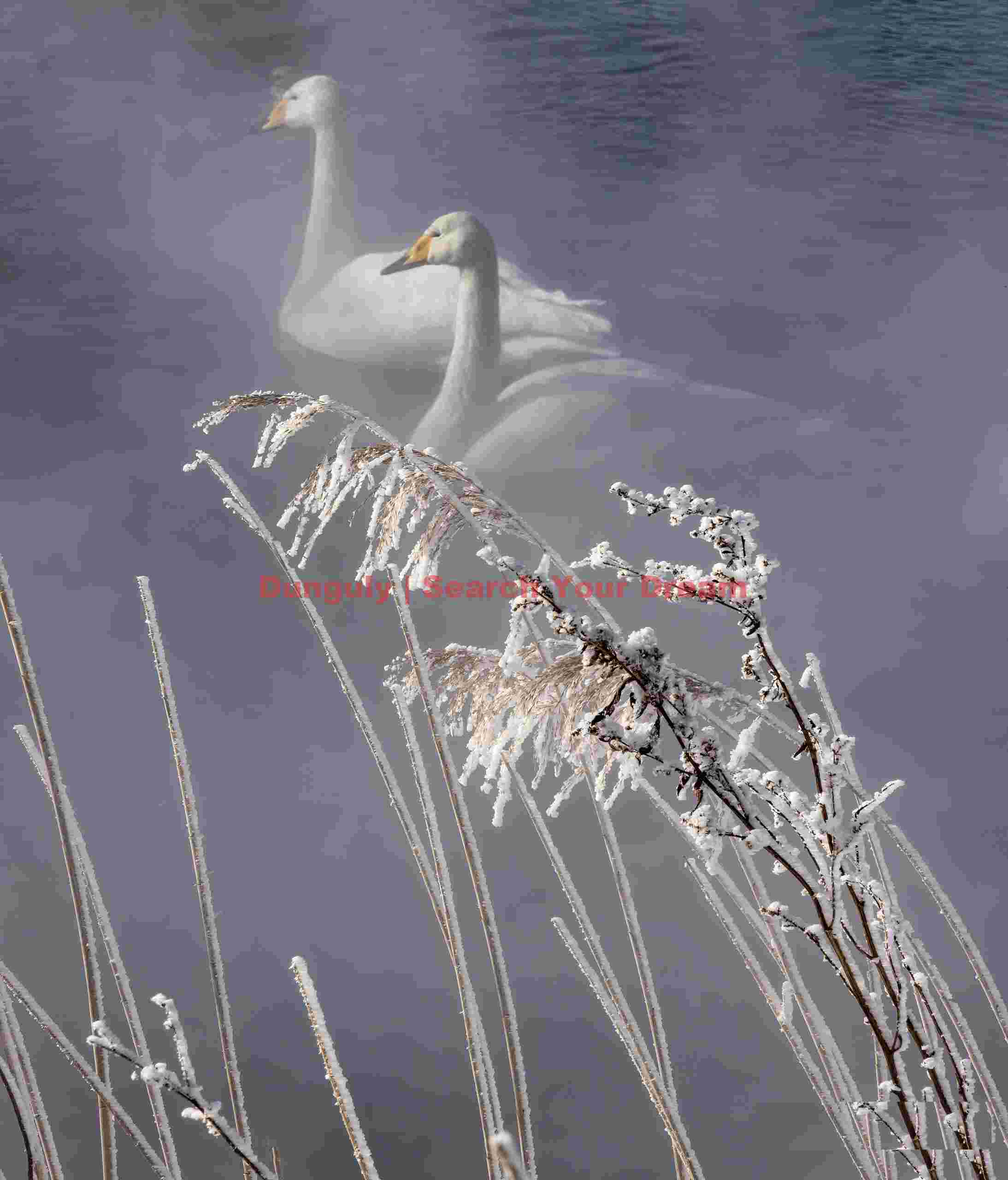 Whooper swan in flight on white