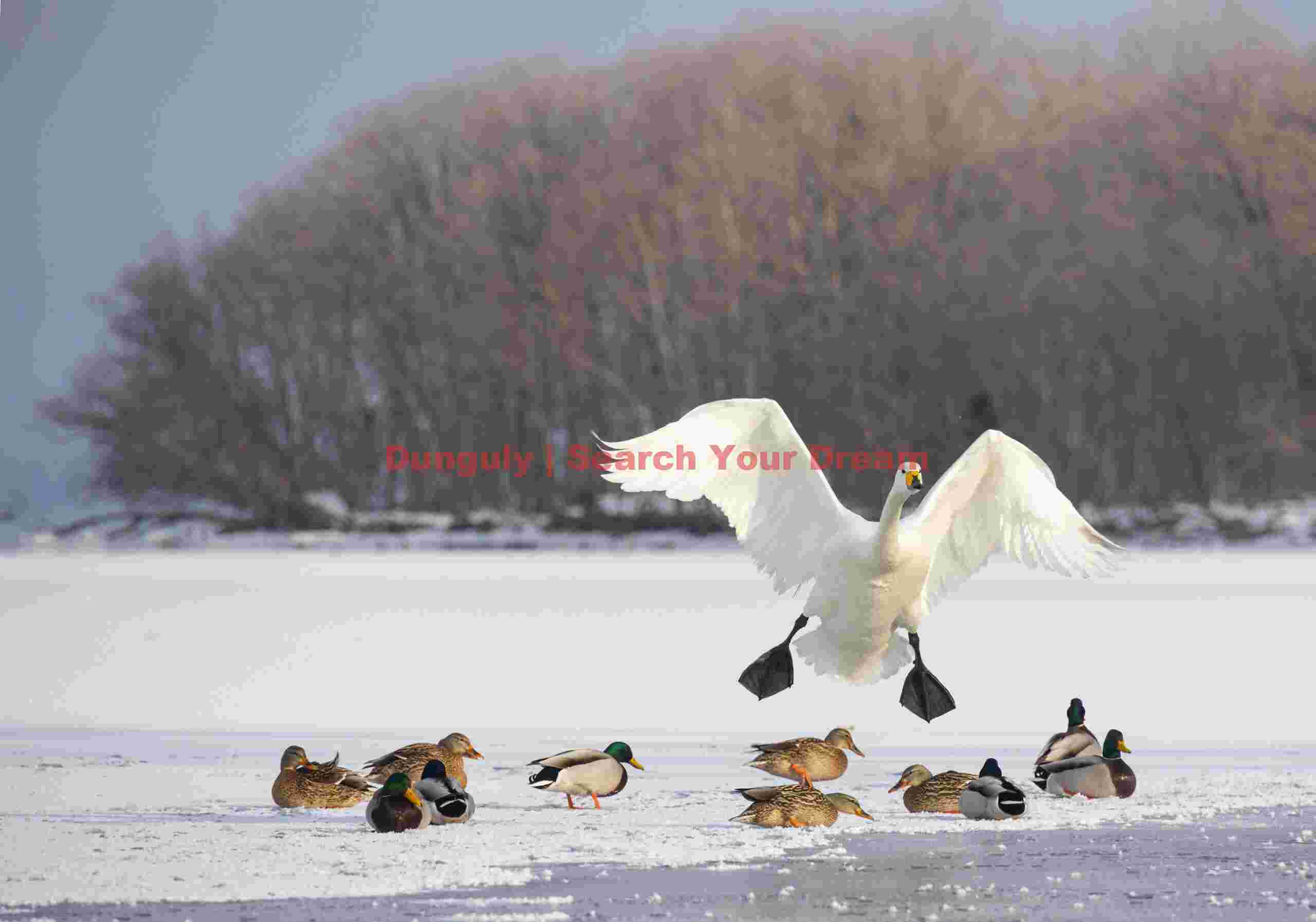 Whooper swan landing above ducks