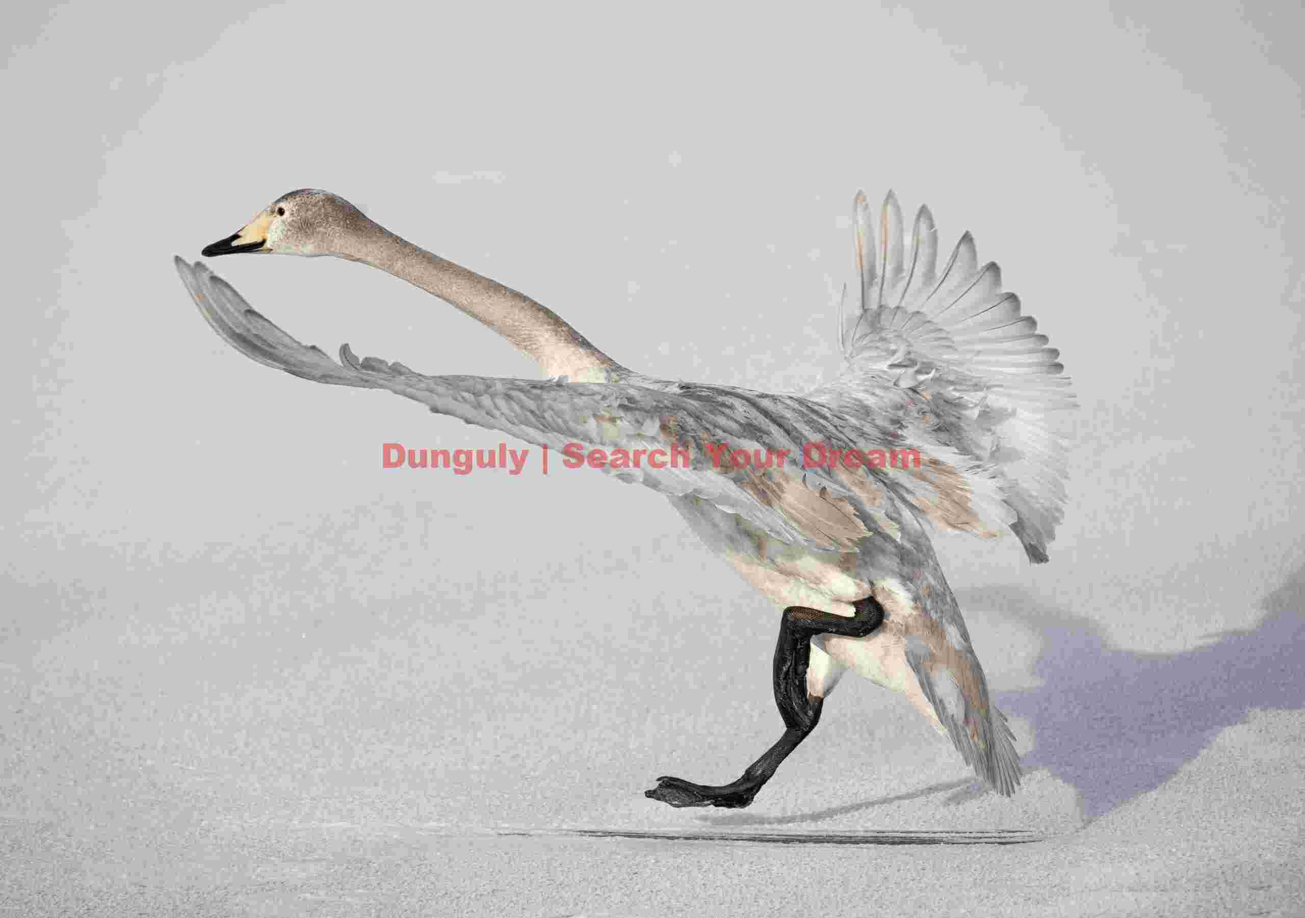 Whooper swan running to take-off from ice