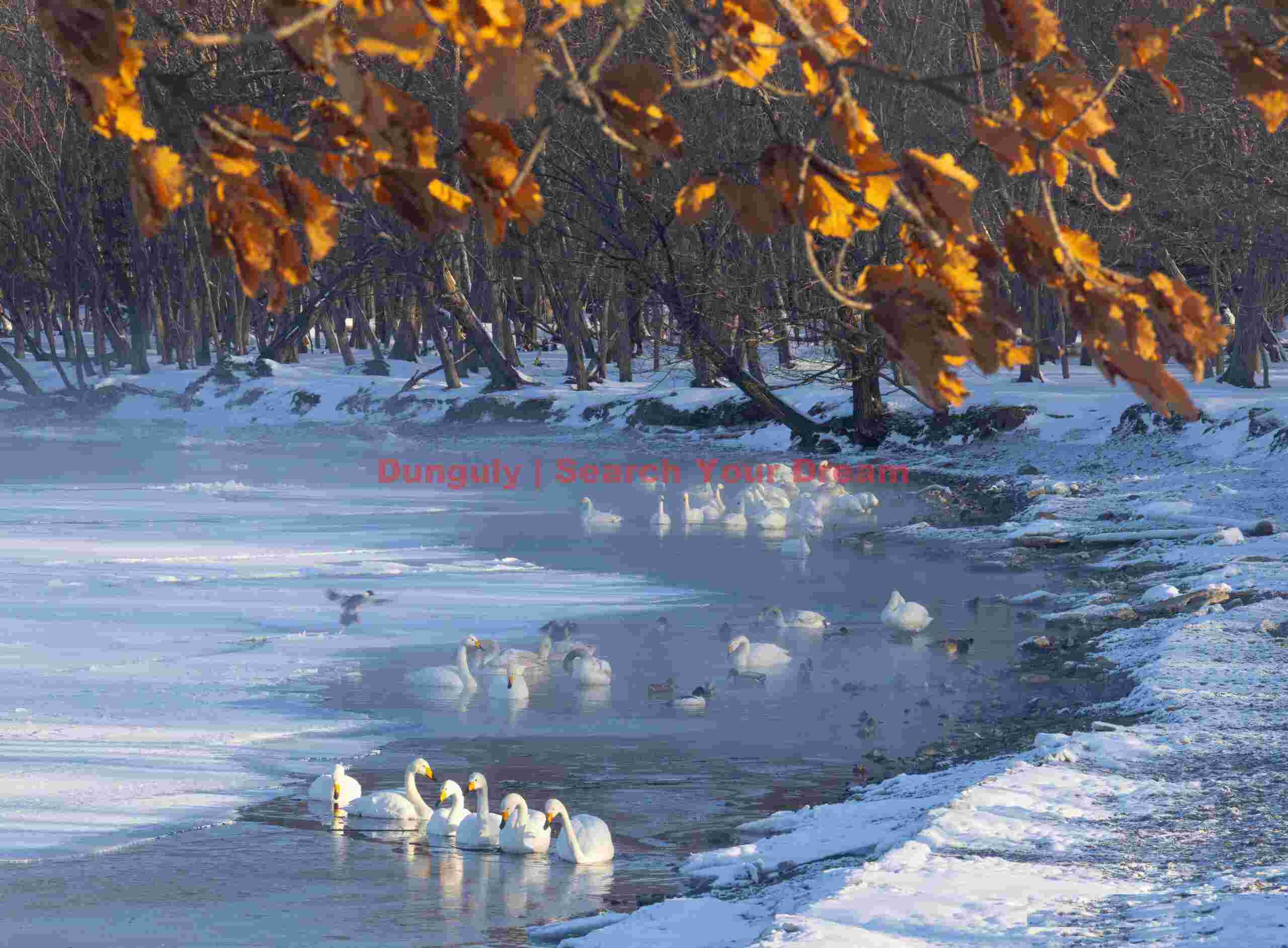 Whooper swans along the lake edge under orange leaves
