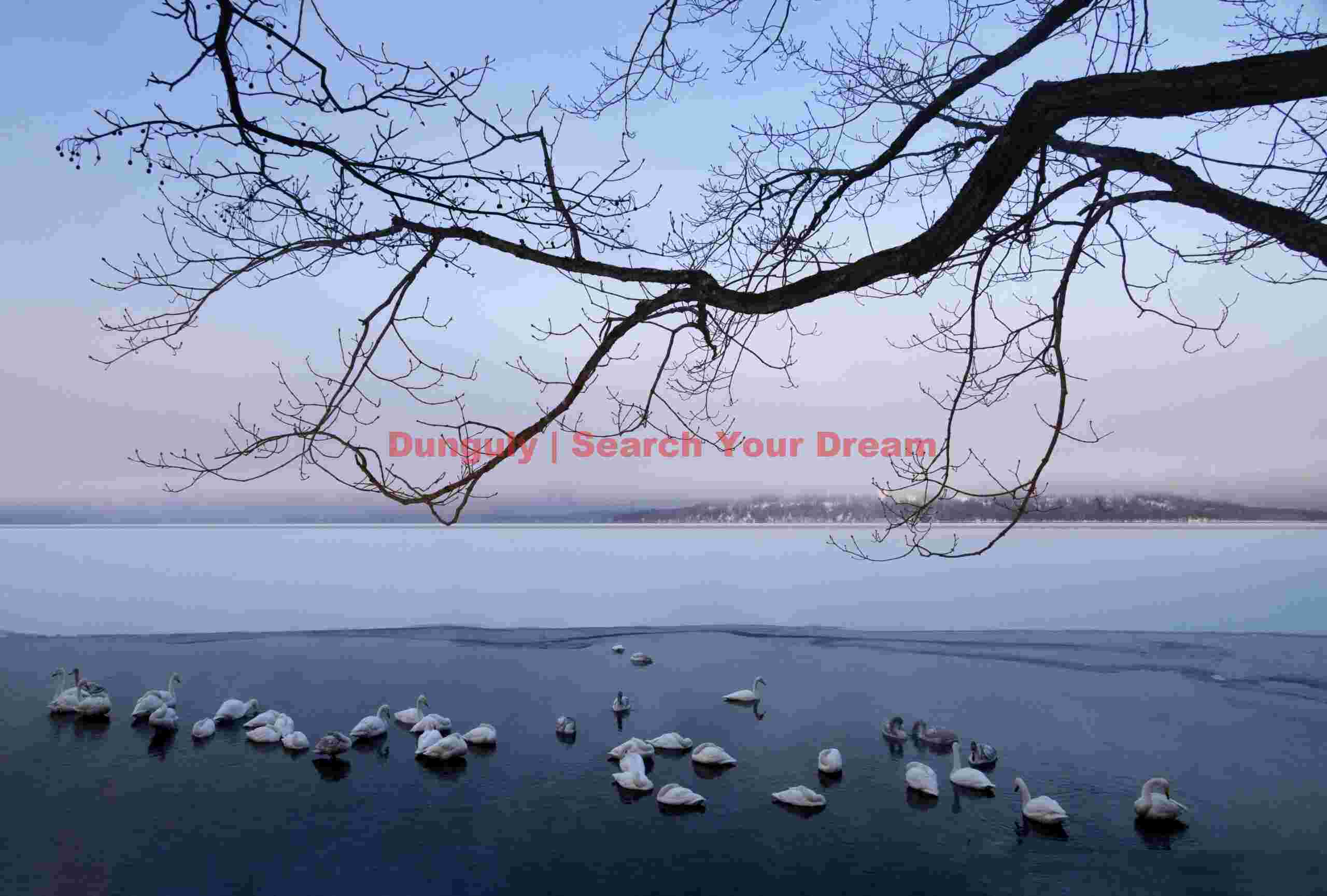 Whooper swans gathered in thermal, ice-free lead