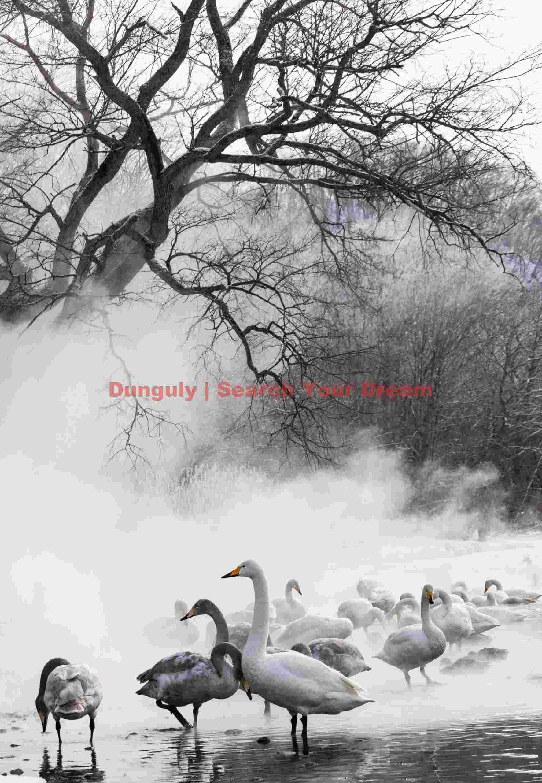 Whooper swans gathered in thermal mist below trees
