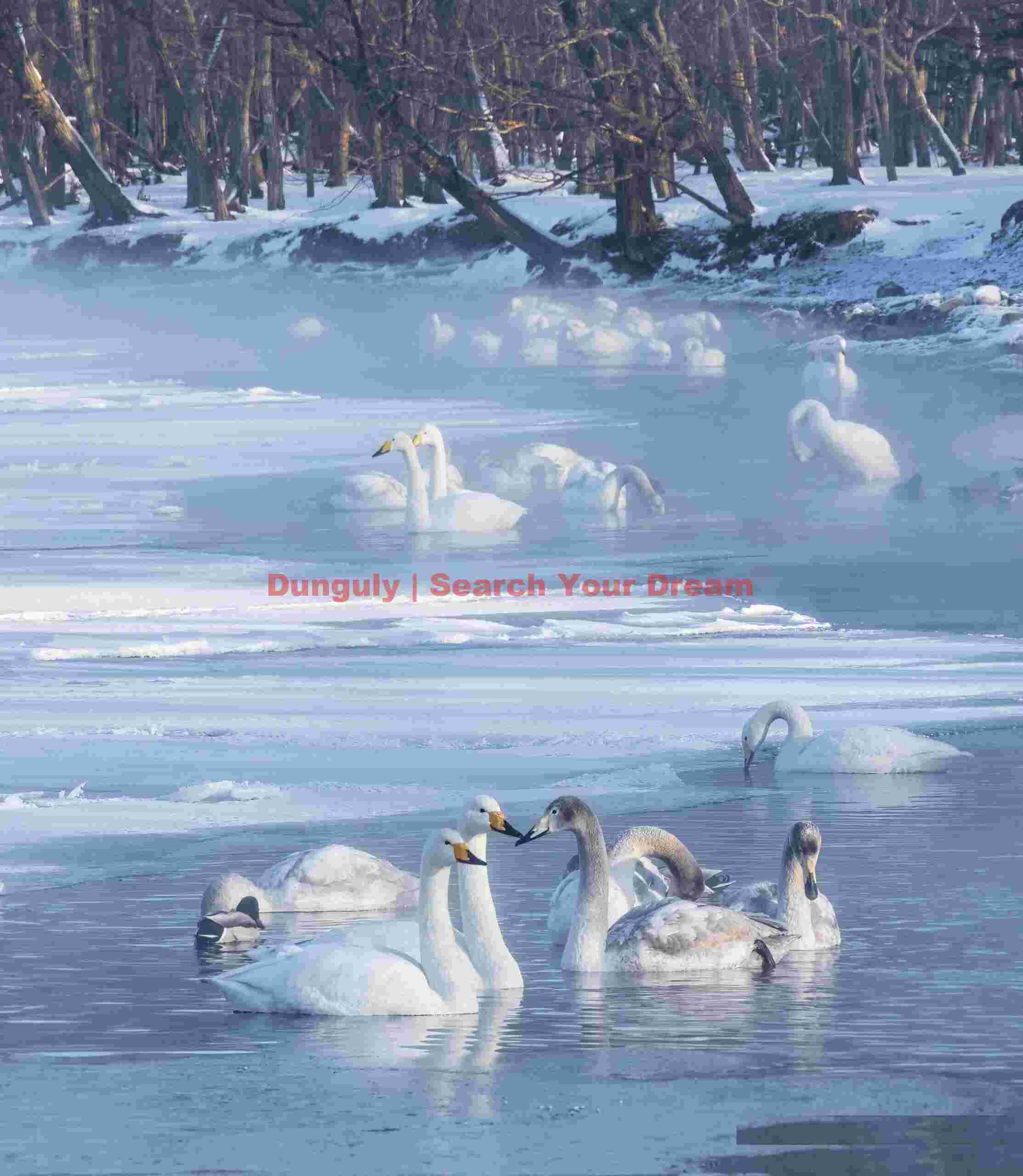 Whooper swans in mist among ice floes