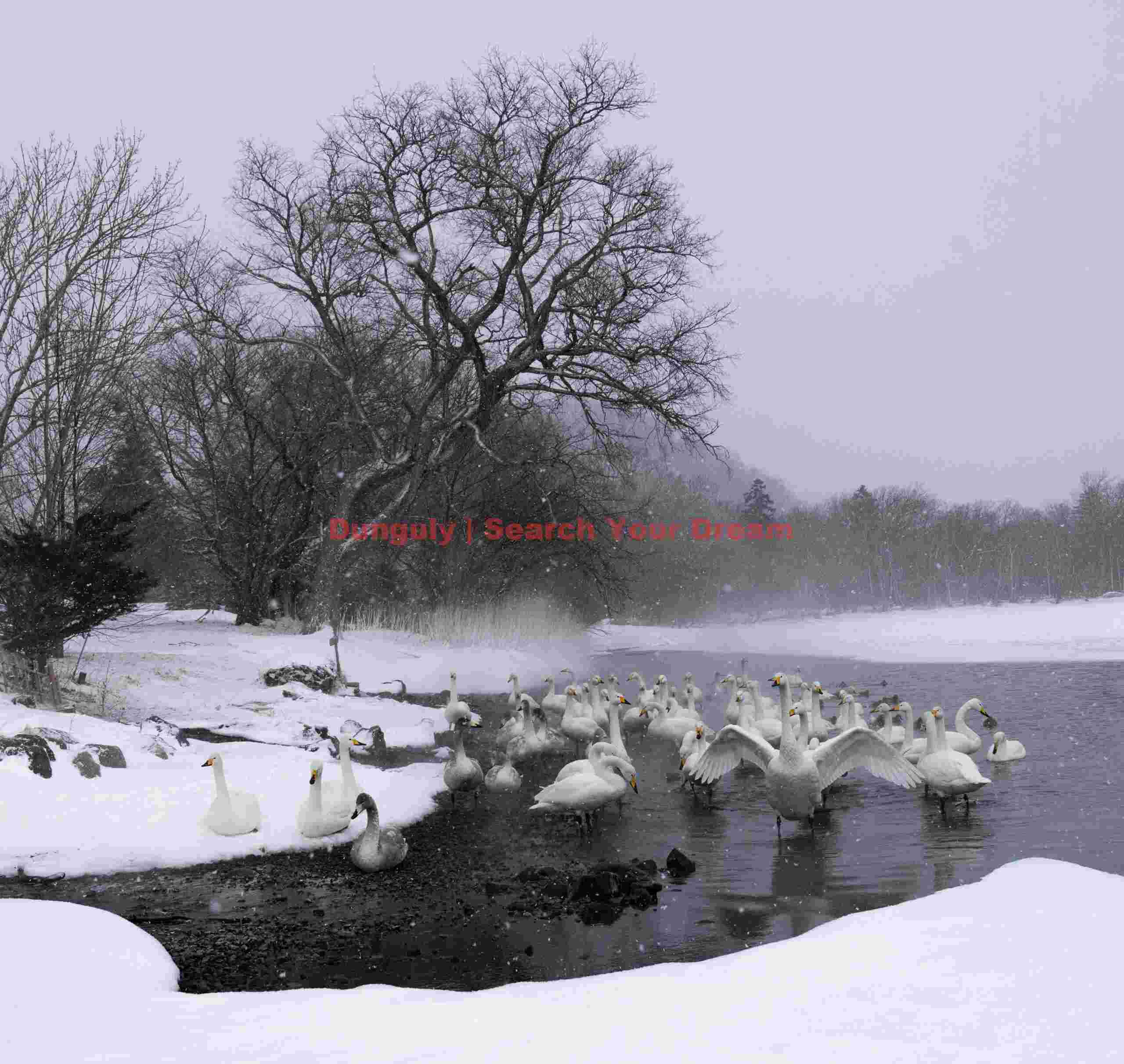 Whooper swans in open water lead with falling snow
