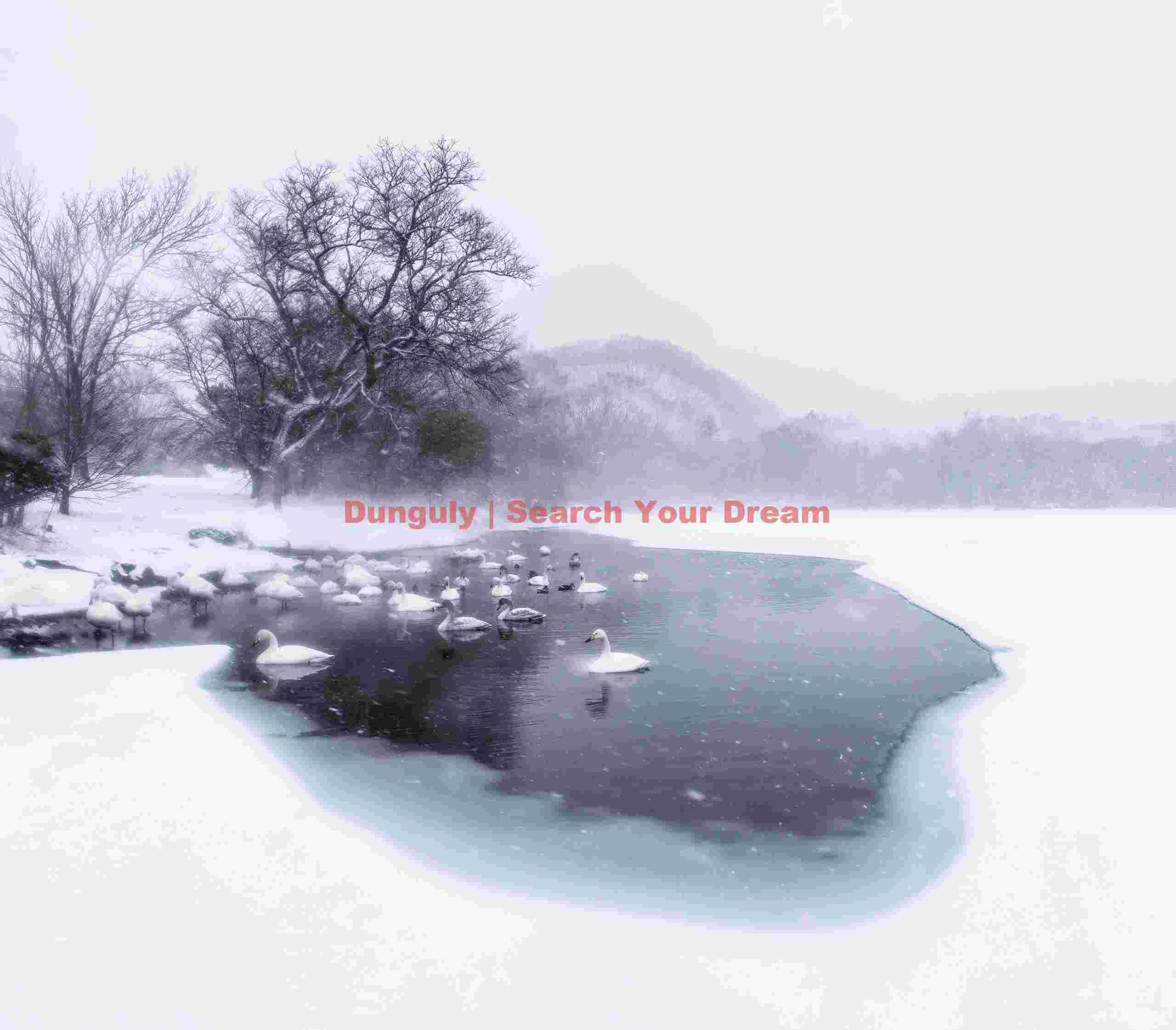Whooper swans in thermal pool surrounded by ice