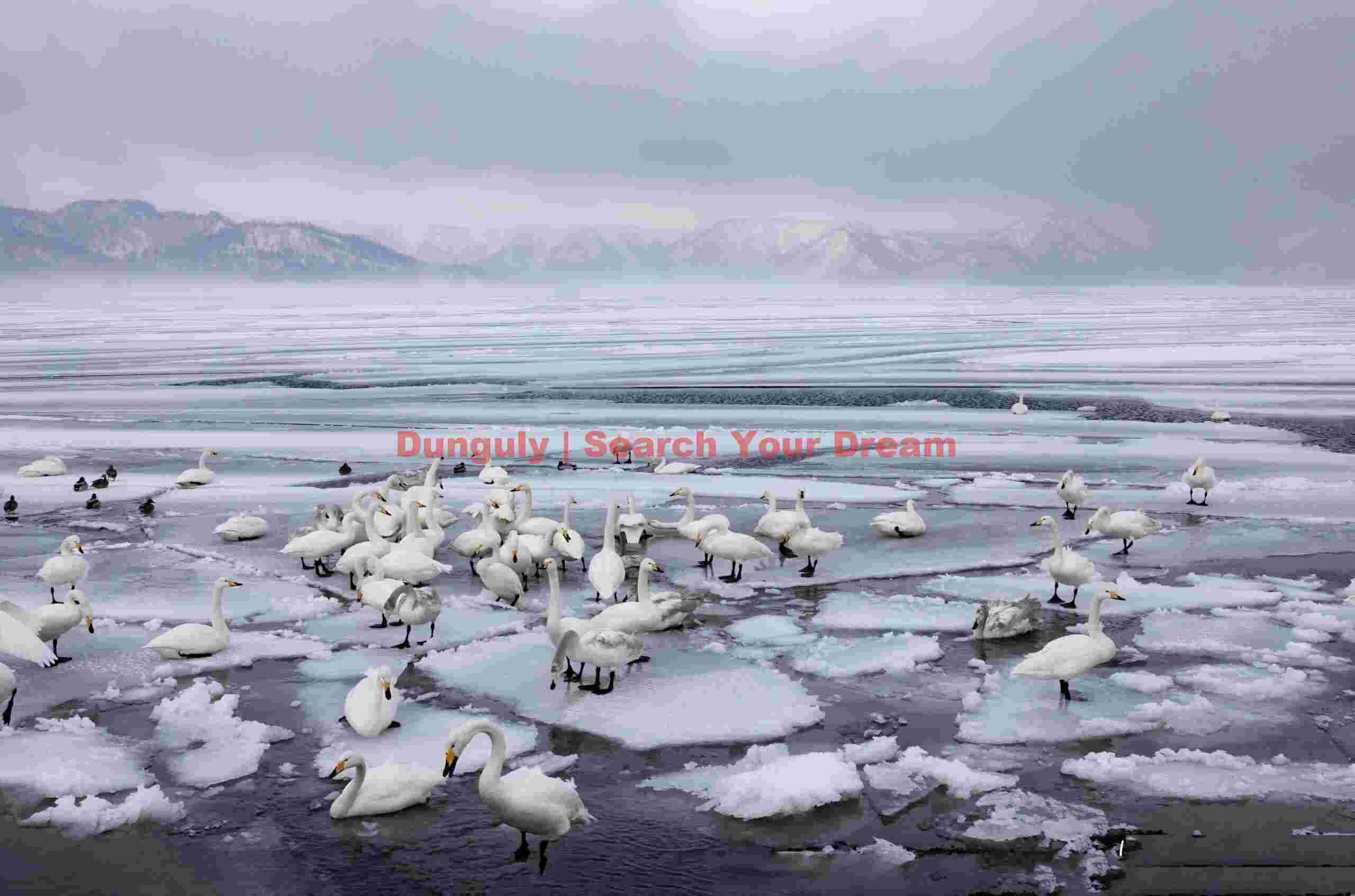Whooper swans on fractured ice floes