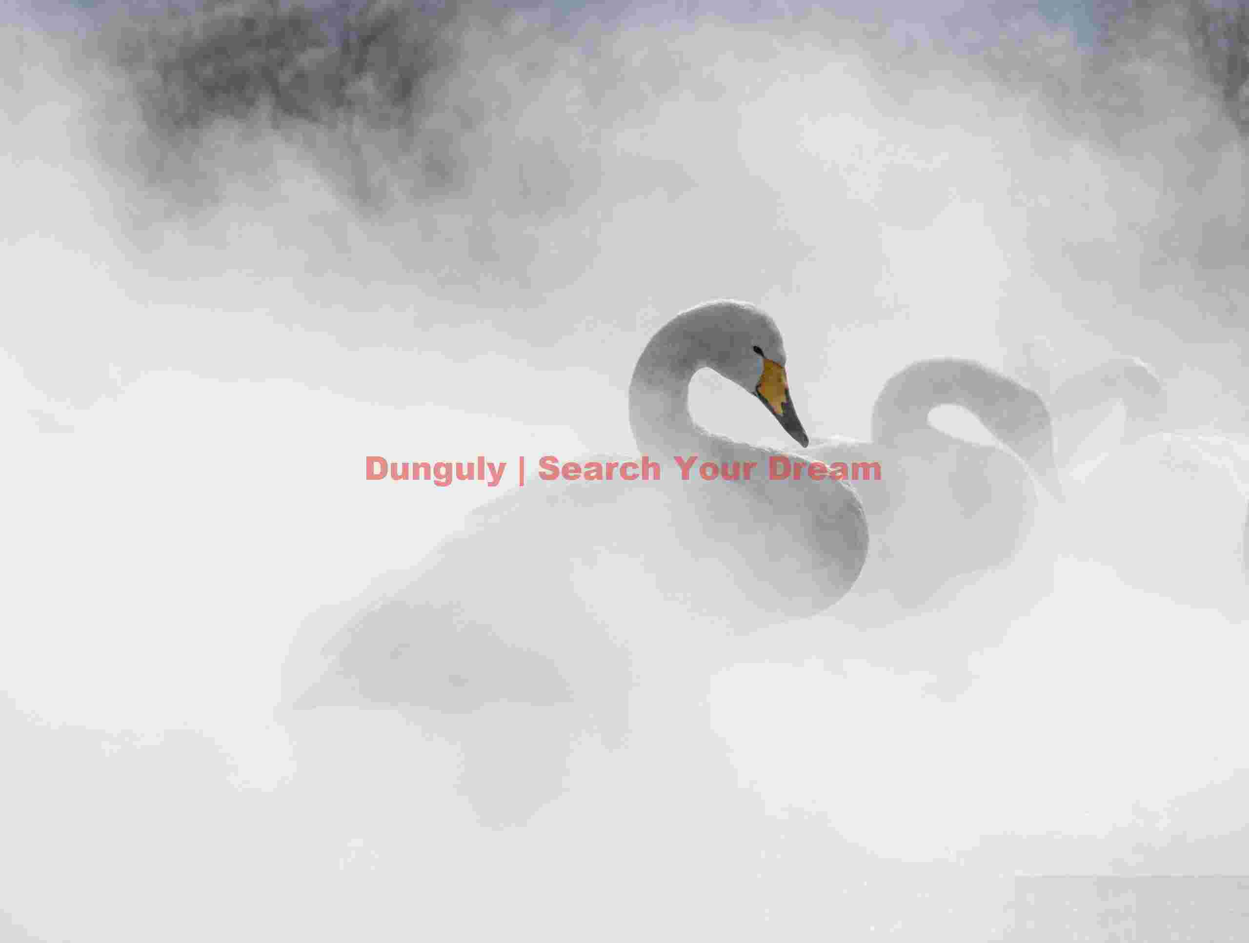 Whooper swans vanishing in thermal steam