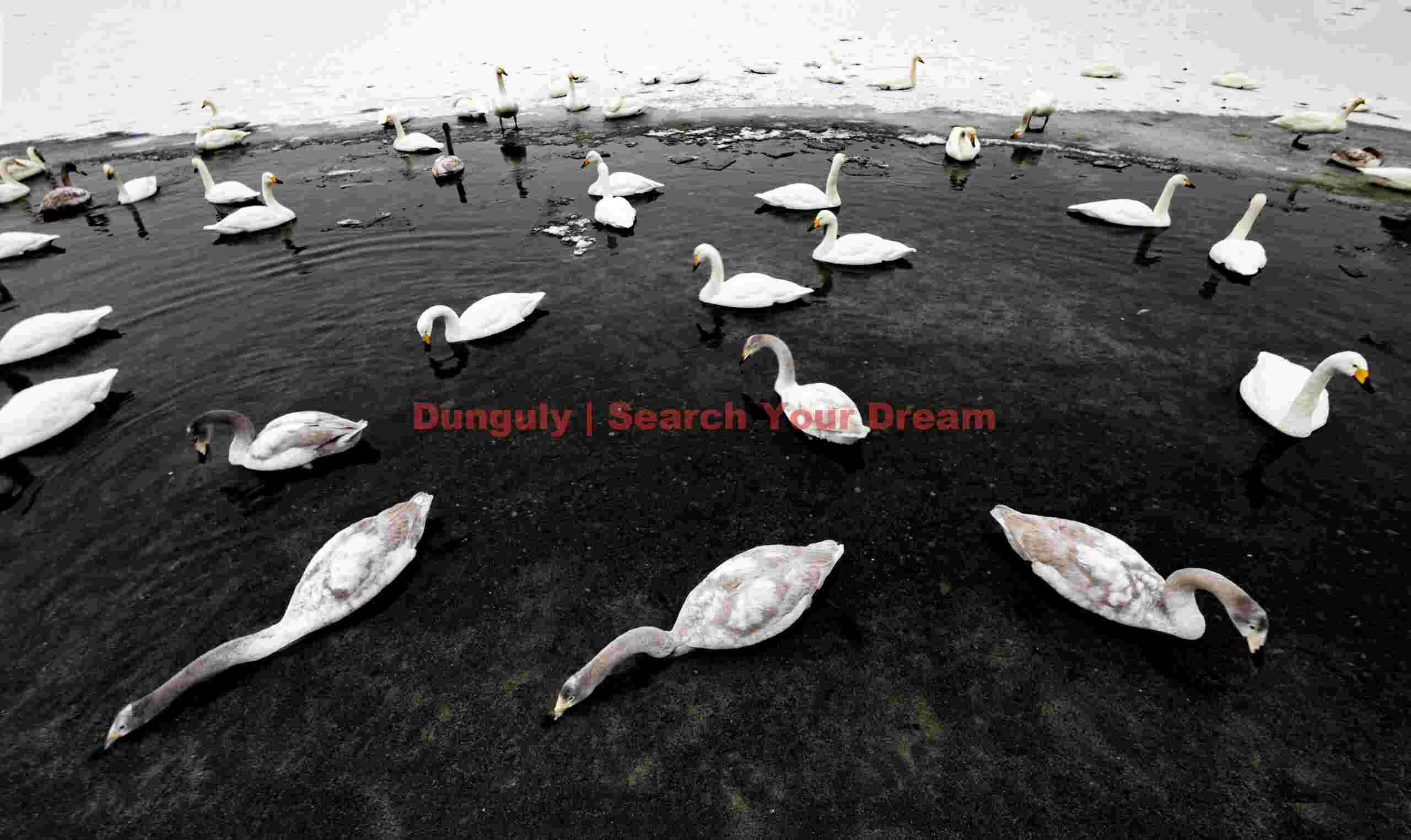 Wide-angle photo of whooper swans arrayed in black open lead