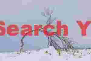 Wind-contorted tree, Bihoro Pass