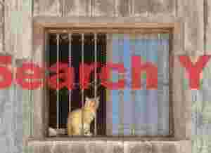 Window on a Cat's World