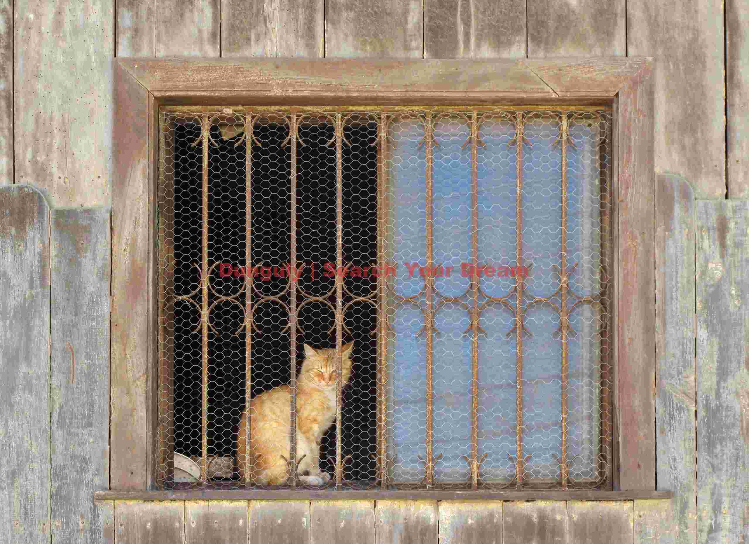Window on a Cat's World