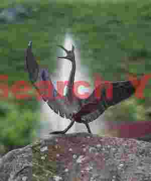 Wrought iron cormorant