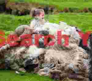 Young Faroese girl among sheepskins