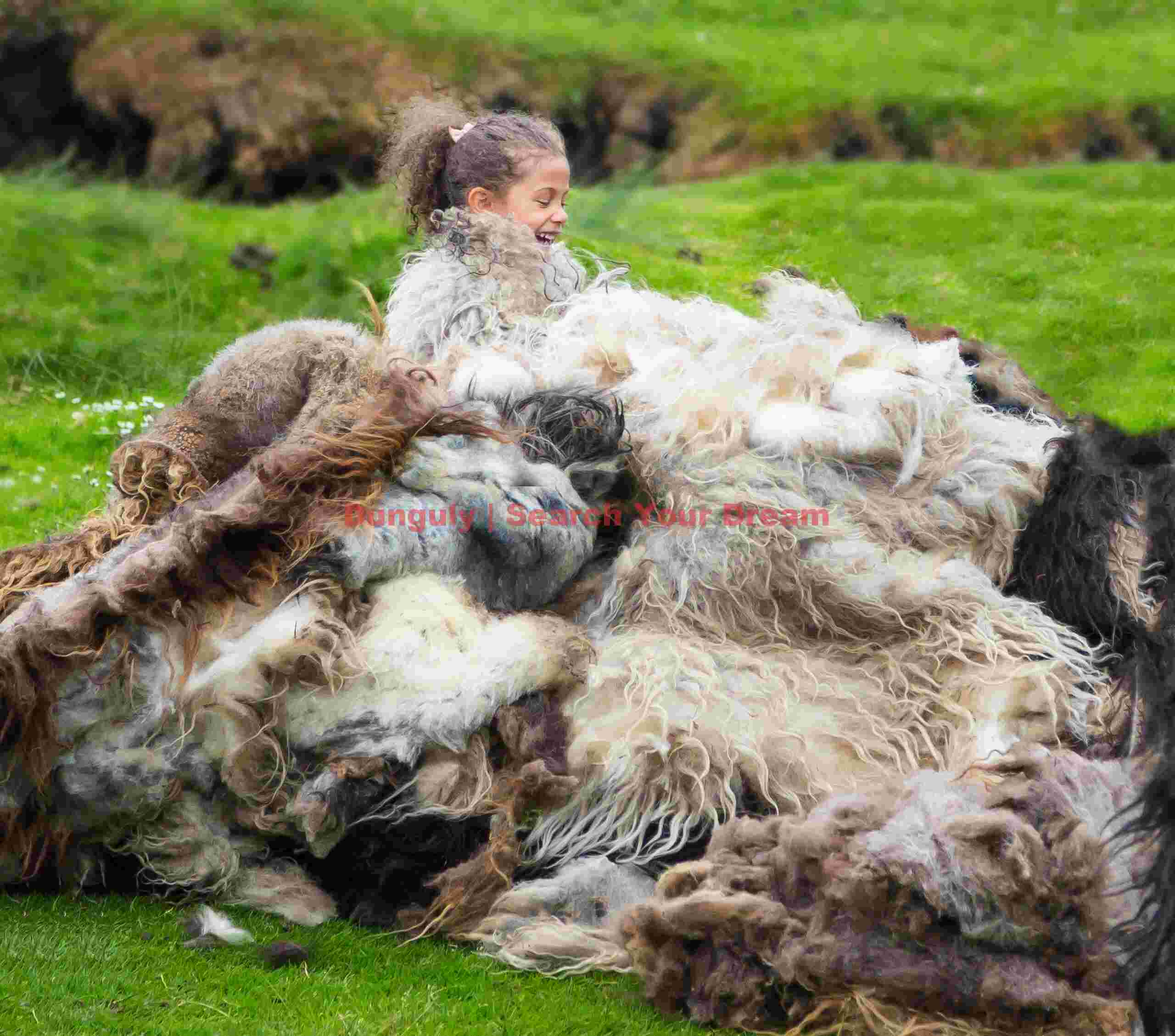 Young Faroese girl among sheepskins