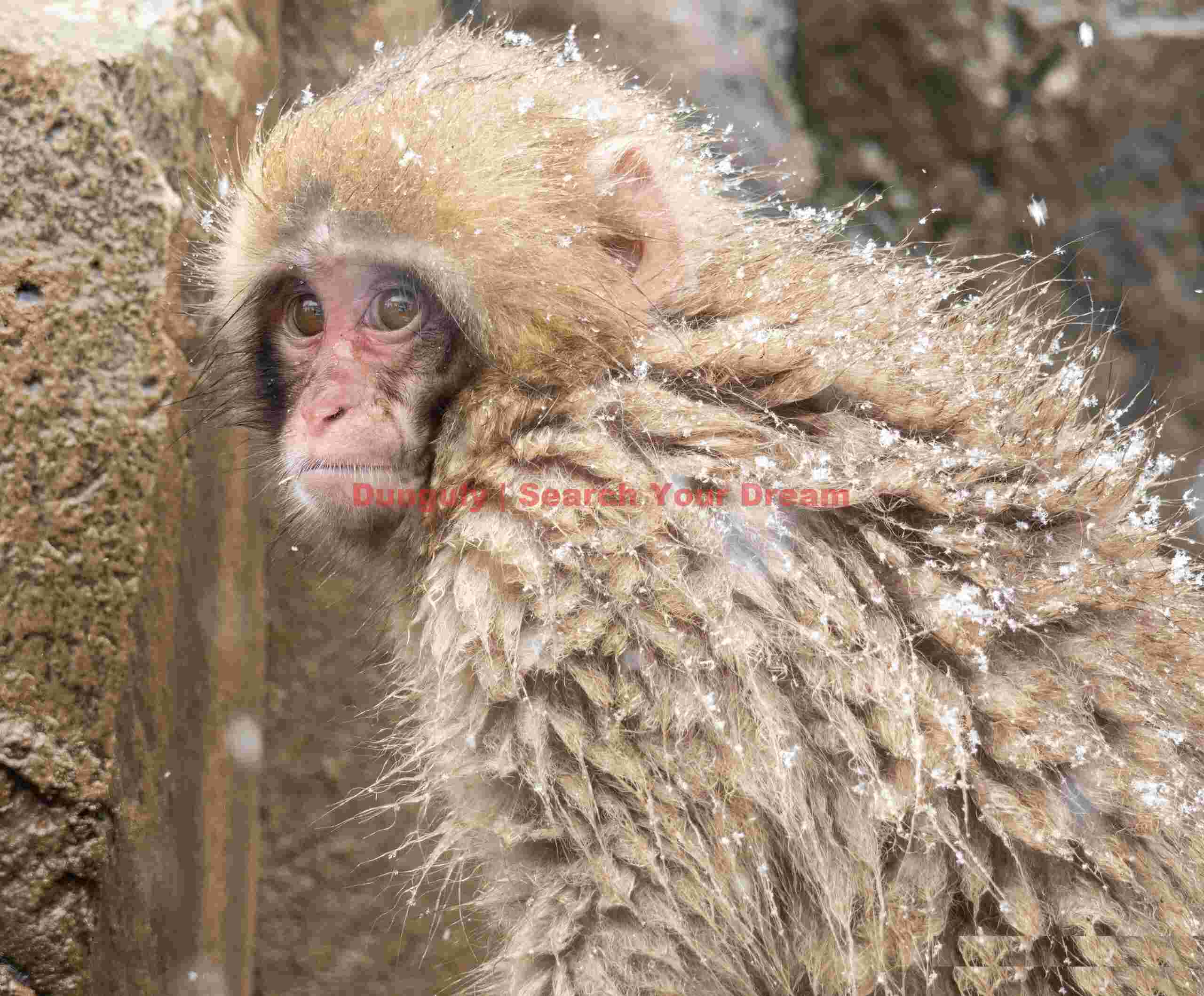 Young smow monkey with snow on back